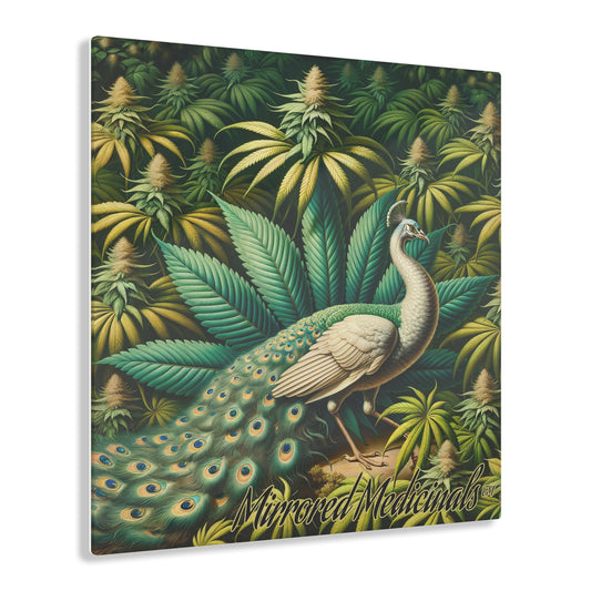 Peafowl 1 - Acrylic Prints